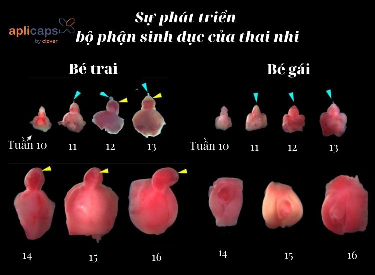 su-phat-trien-bo-phan-sinh-duc-thai-nhi-tu-tuan-10-den-16