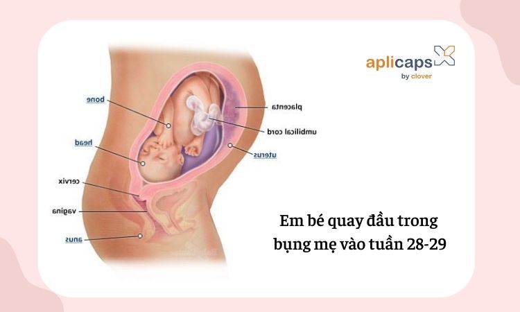 Hình ảnh em bé quay đầu trong bụng mẹ tuần 28-29