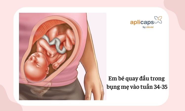 Hình ảnh thai nhi quay đầu từ tuần 34-35