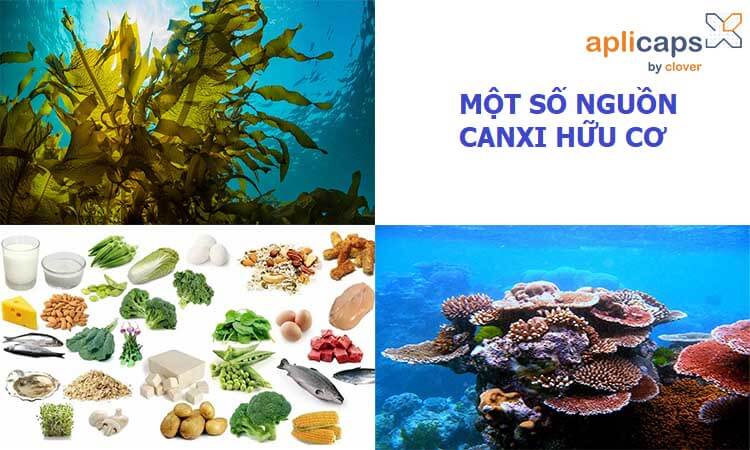 Canxi hữu cơ có nguồn gốc từ thực vật, động vật như tảo biển, san hô