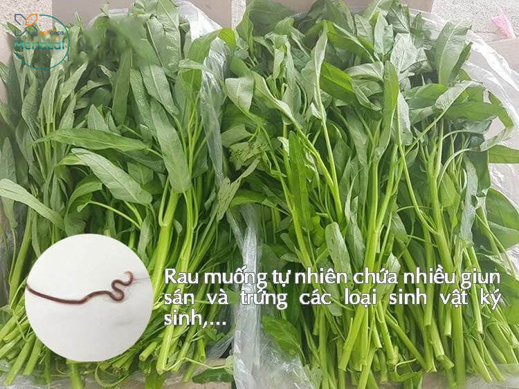 Rau muống tự nhiên có thể chứa nhiều giun sán