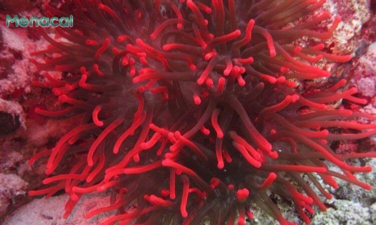 Canxi tảo biển đỏ dễ hấp thu hơn các loại canxi thông thường khác.