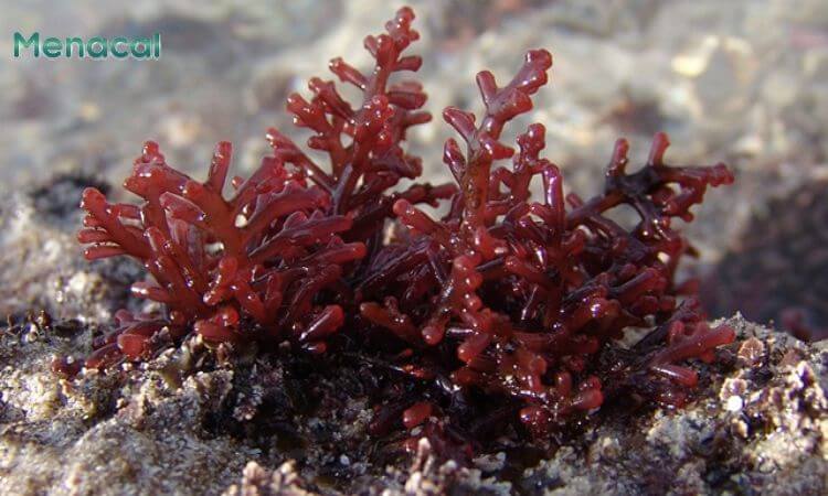 Tảo đỏ chủ yếu được tìm thấy ở các vùng biển sâu.