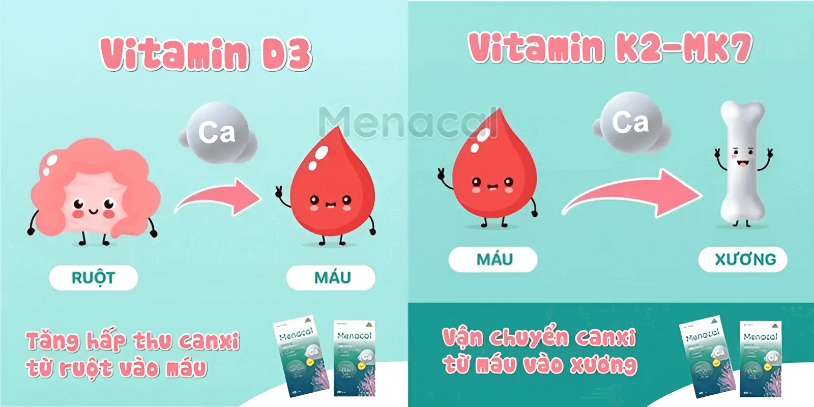 Vitamin D3 K2 có vai trò quan trọng trong hấp thu canxi