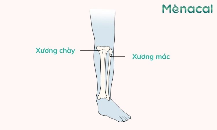 Xương cẳng chân gồm xương chày và xương mác