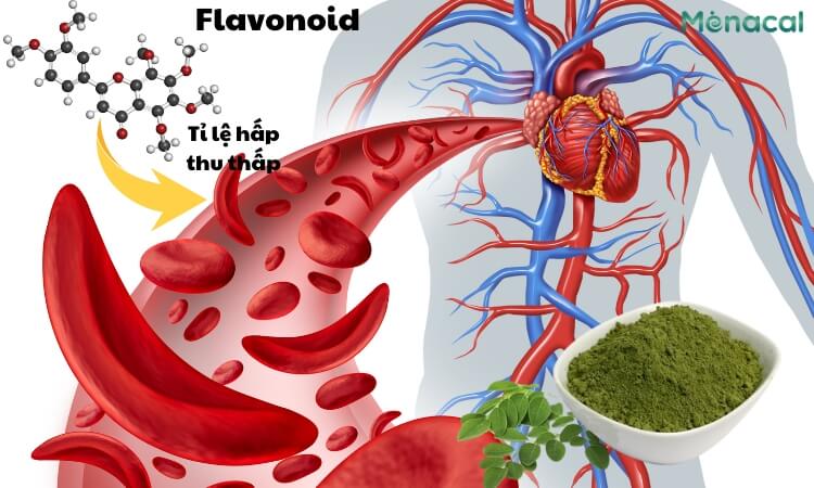 Hàm lượng flavonoid hấp thu vào tuần hoàn máu thấp