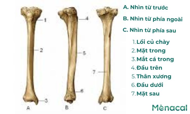 Cấu tạo giải phẫu của xương chày