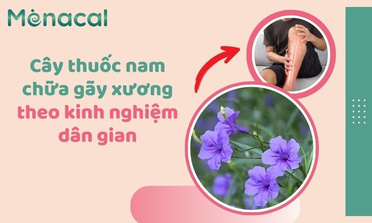 cay-thuoc-nam-chua-gay-xuong